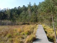 Sentier_de_la_tourbiere_tb